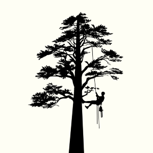 aiken-tree-services-tree-arborist