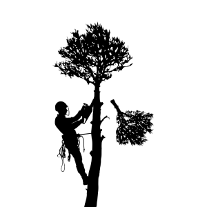 aiken-tree-services-tree-branch-trimming