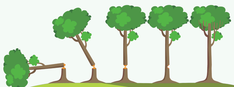 aiken-tree-services-tree-chopped-tree