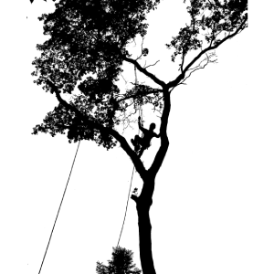 aiken-tree-services-tree-climbing