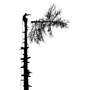 aiken-tree-services-tree-cut