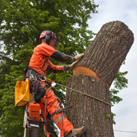 aiken-tree-services-tree-removal