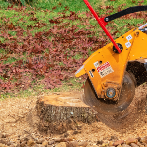 tree-removal-aiken-sc-stump-removal
