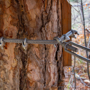 tree-removal-aiken-sc-tree-cabling