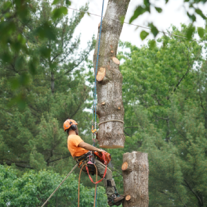 tree-removal-aiken-sc-tree-removal