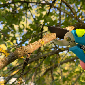 tree-removal-aiken-sc-tree-trimming.