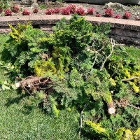 aiken-tree-services-brush-removal