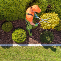 aiken-tree-services-bush-trimming