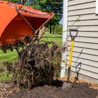 aiken-tree-services-shrub-removal