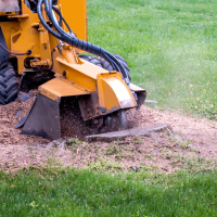 aiken-tree-services-stump-removal