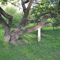 aiken-tree-services-tree-cabling